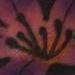 tattoo galleries/ - STAINEDGLASS FLOWER - 56952